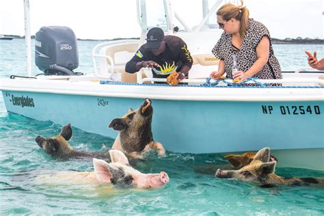 swimming pigs pearl island|Nassau Pearl Island Swimming with Pigs Excursion